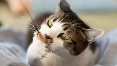 Cute:Mdxrjkgre8i= Cat