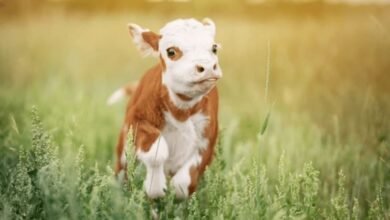 Baby:Tug3anmwsk0= Cute Cow