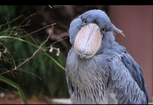 Cute:4k5ne5issfg= Shoebill Stork