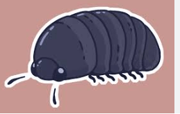 Cute:Gnfmwlgdez8= Isopod