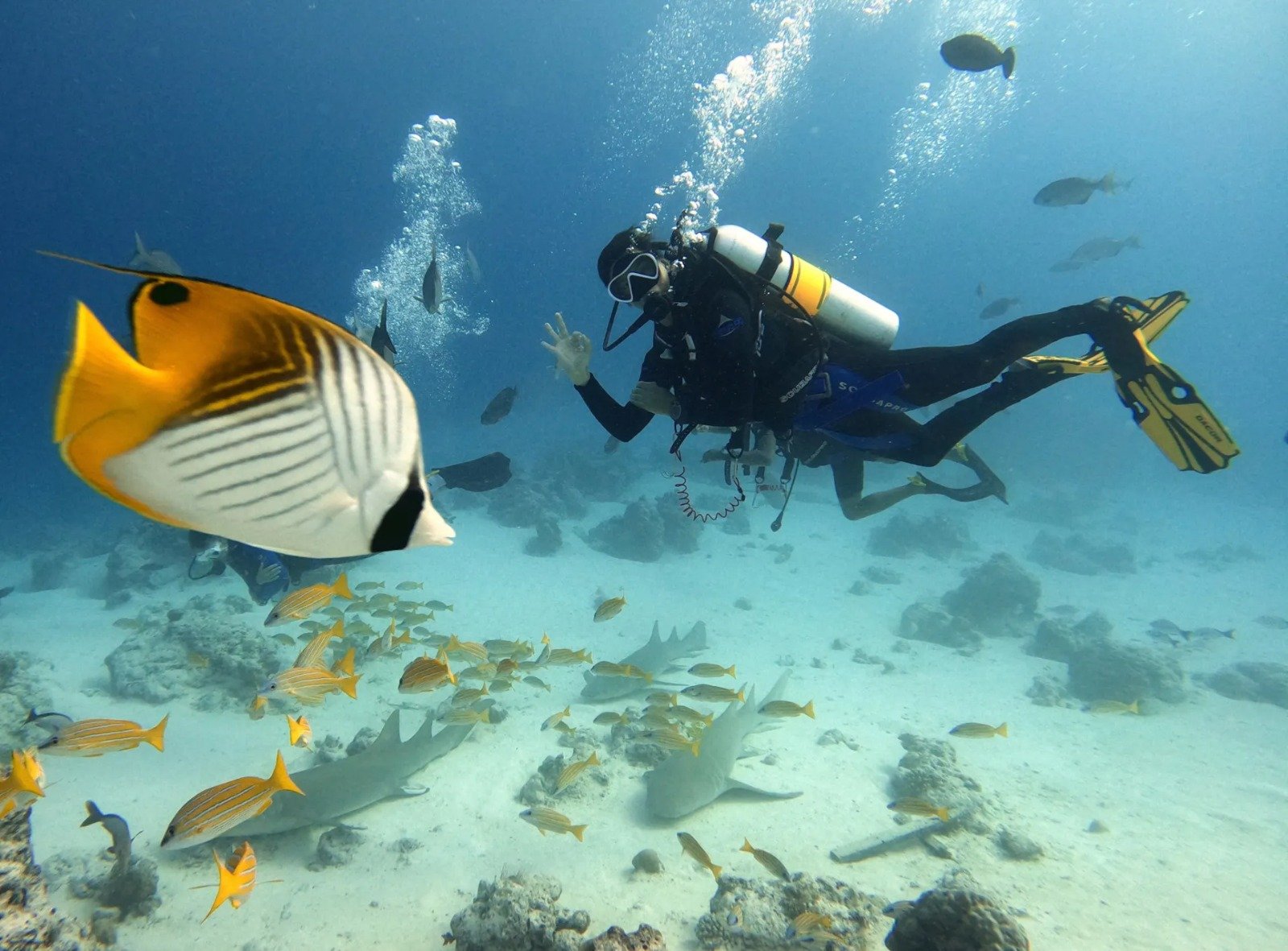 Nitrogen in Blood While Diving