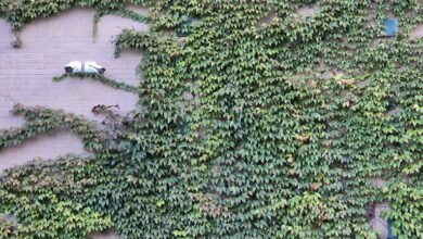 cyber infrastructure contact numbers