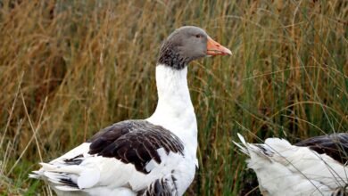 behavioral score summary analysis