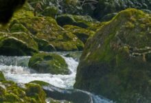 critical growth data analysis