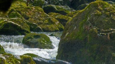 critical growth data analysis